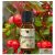 Ellemental Wintergreen-Kúszó Fajdbogyó Illóolaj 10 ml