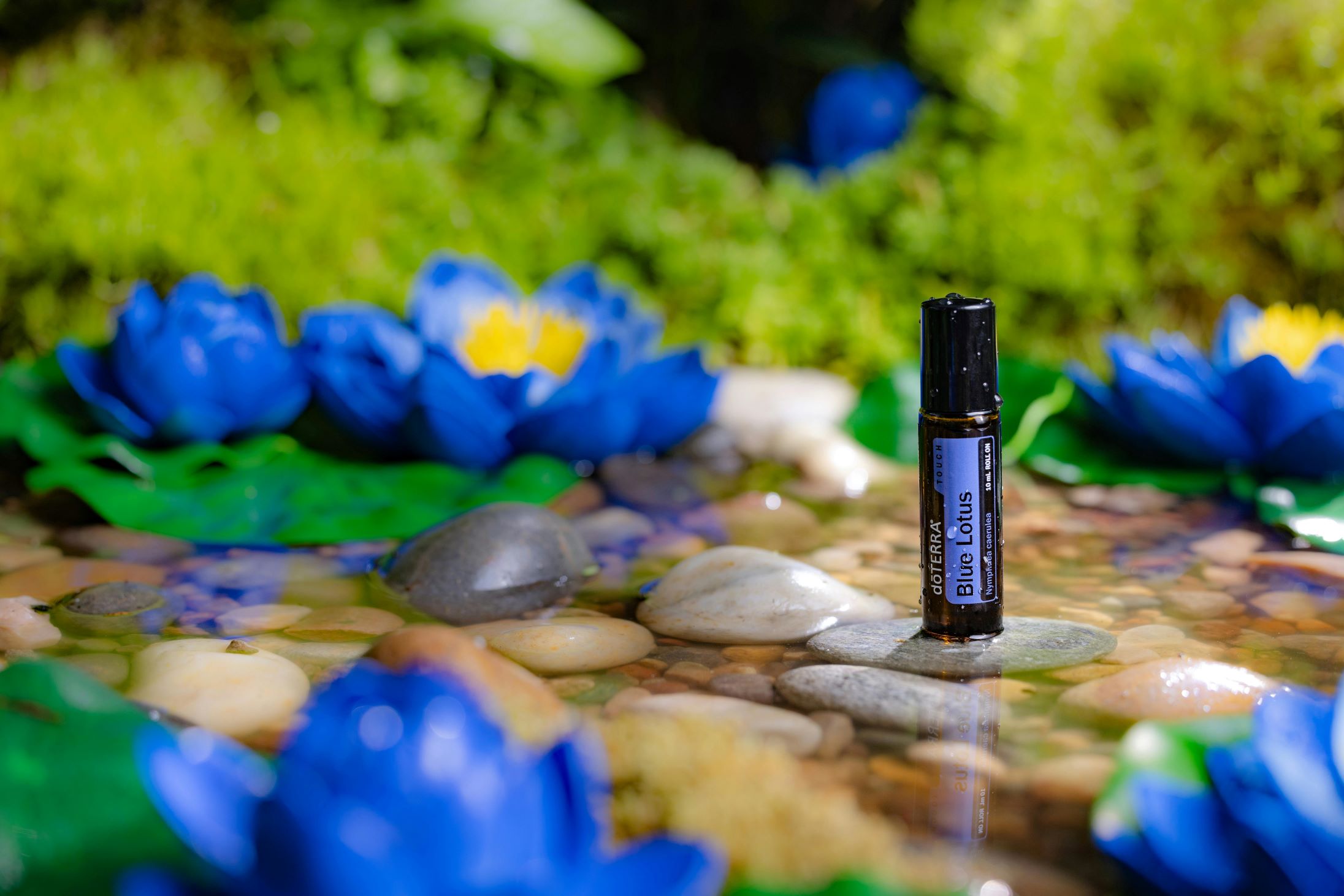 doterra blue lotus header